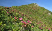 13 Luglio di rododendri in fiore...